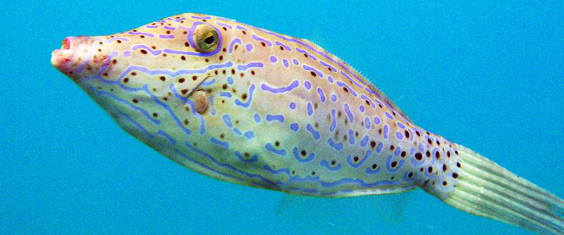 ソウシハギの見分け方！毒の部位食べると死亡？カワハギとの違い