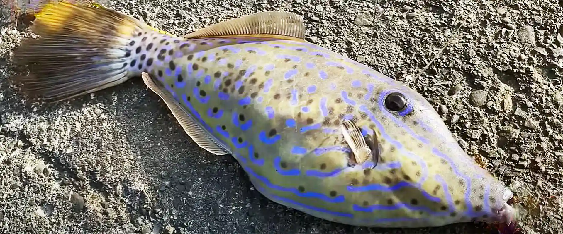 そもそもソウシハギとは？どんな魚？見分け方