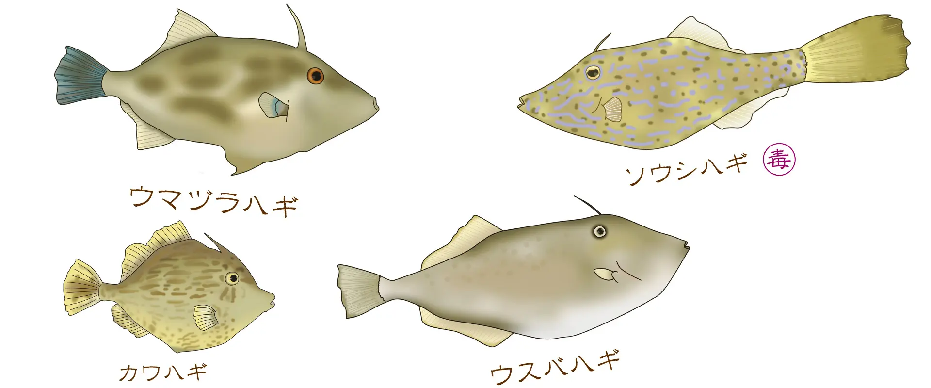 カワハギとの違い
