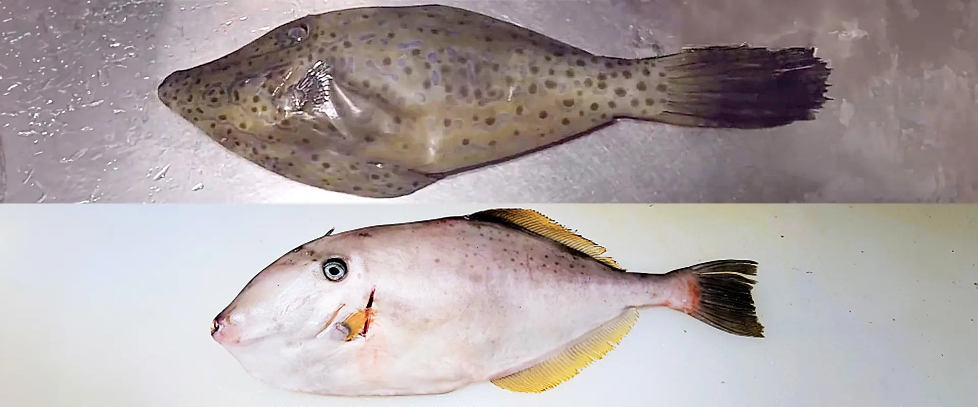 ウスバハギに似た魚