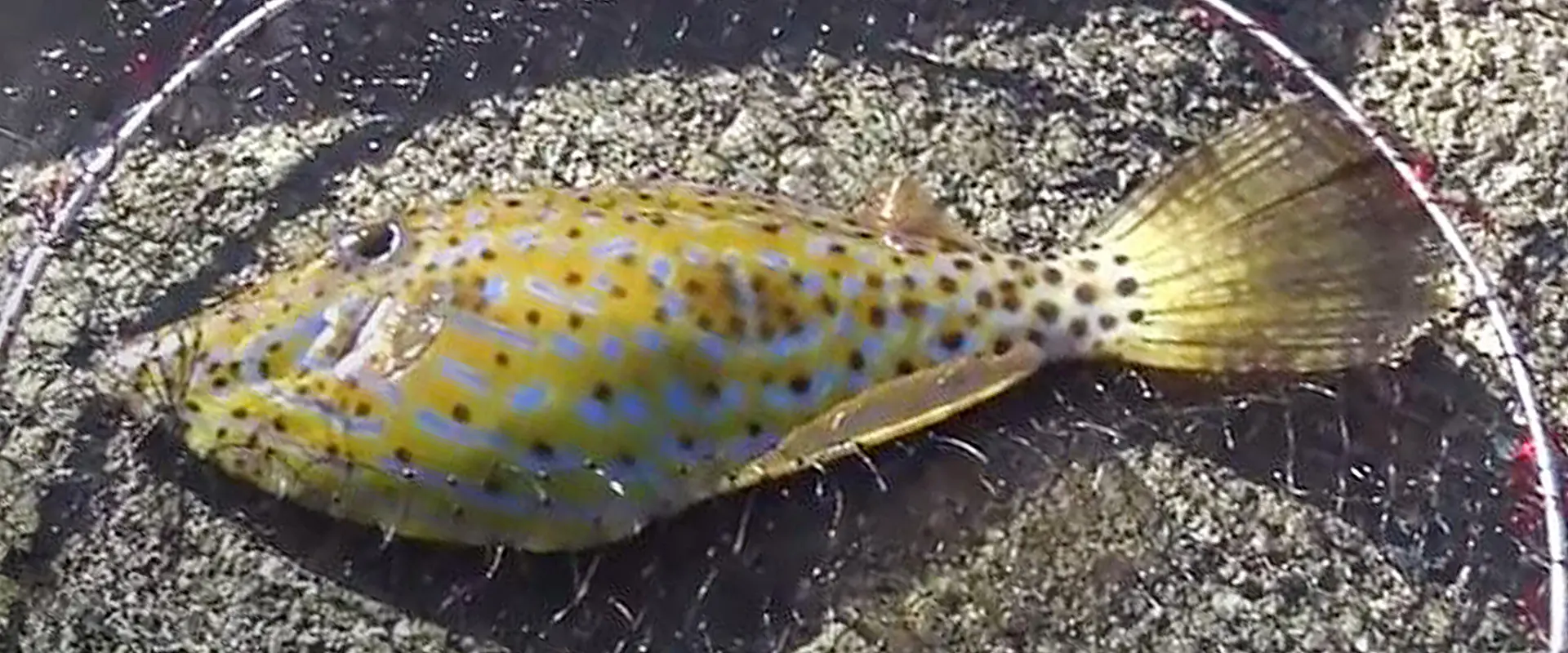 もし釣れたら？触っても大丈夫？