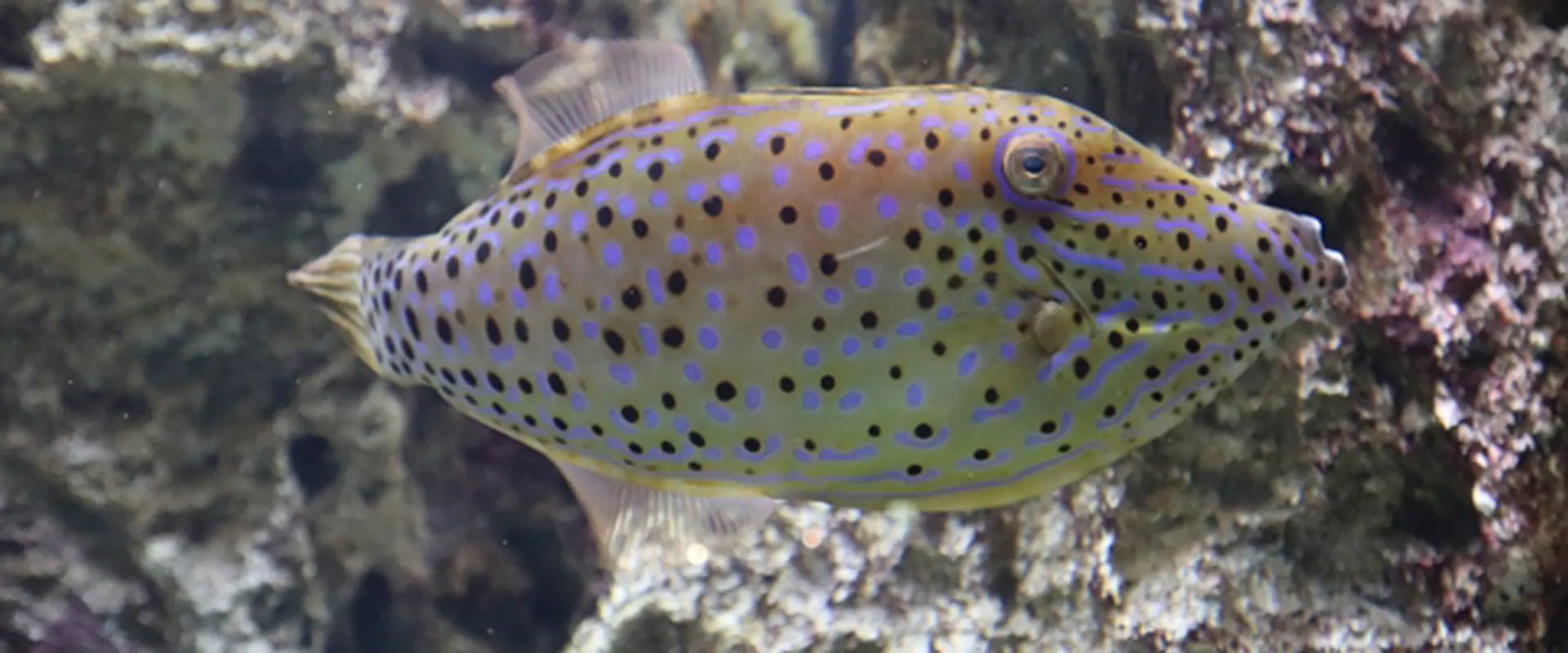 ソウシハギの見分け方！毒の部位食べると死亡？カワハギとの違い まとめ