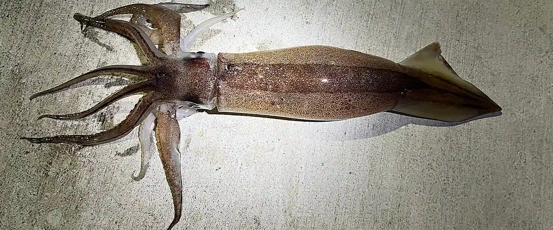 そもそもスルメイカとは？どんなイカ？味はまずいの？