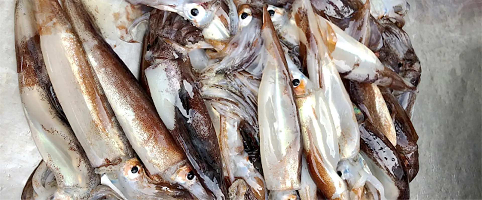 スルメイカの刺身は危険？食べてはいけない部分