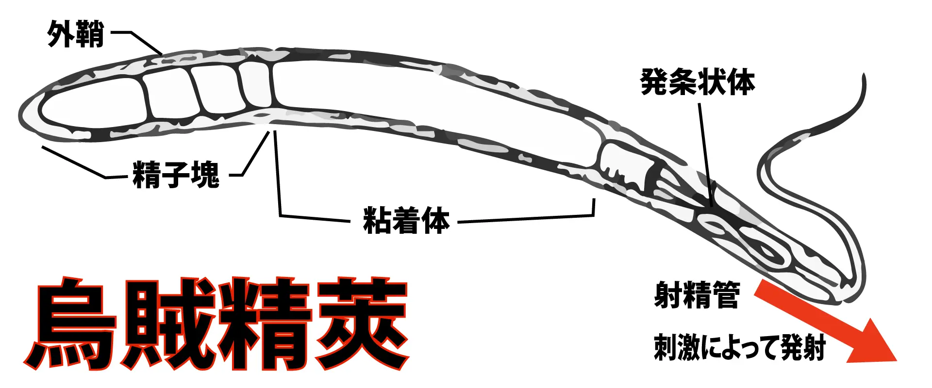 生で食べてはいけない部分「精莢」