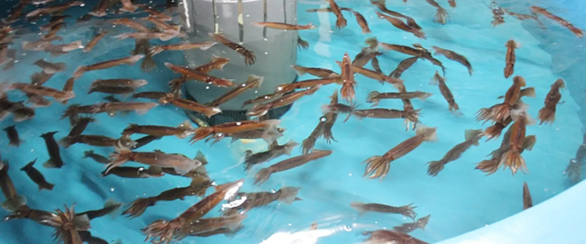 スルメイカの刺身は危険？味はまずいの？食べてはいけない部分 まとめ