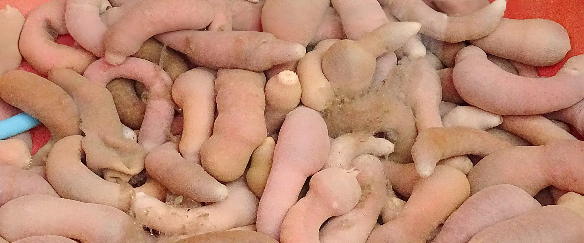 ユムシ針の付け方は？巨大な寄生虫？釣れる魚とぶっこみ仕掛け