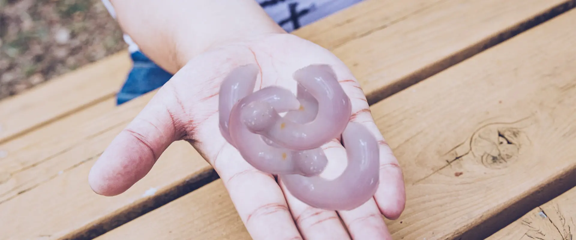 そもそも「ユムシ」とは？巨大な寄生虫？