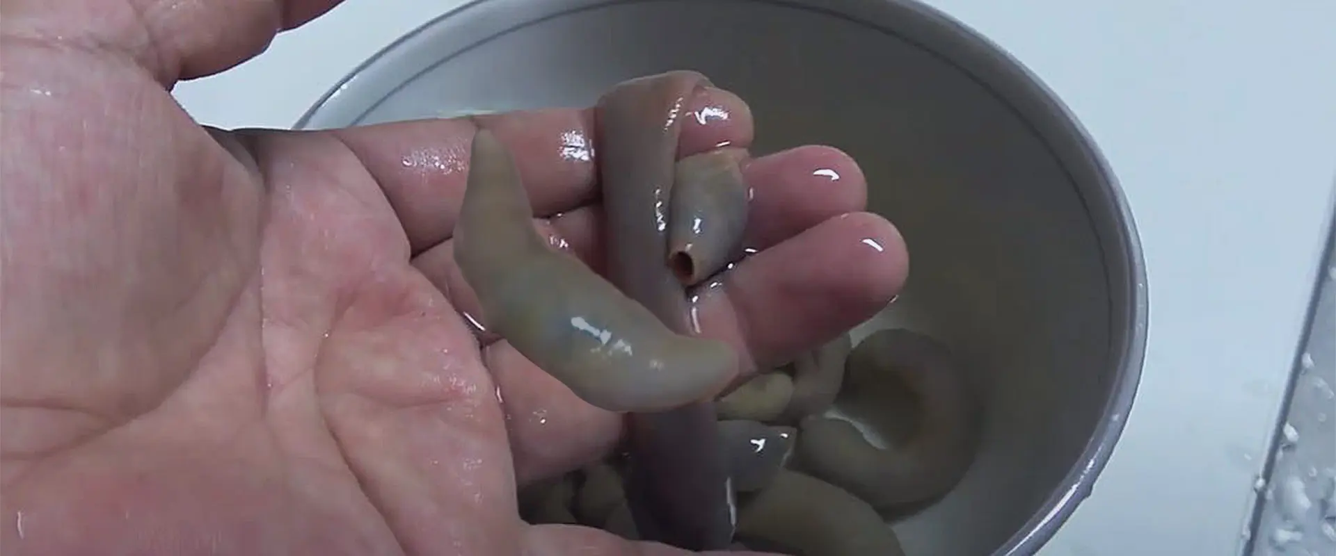 巨大な寄生虫？