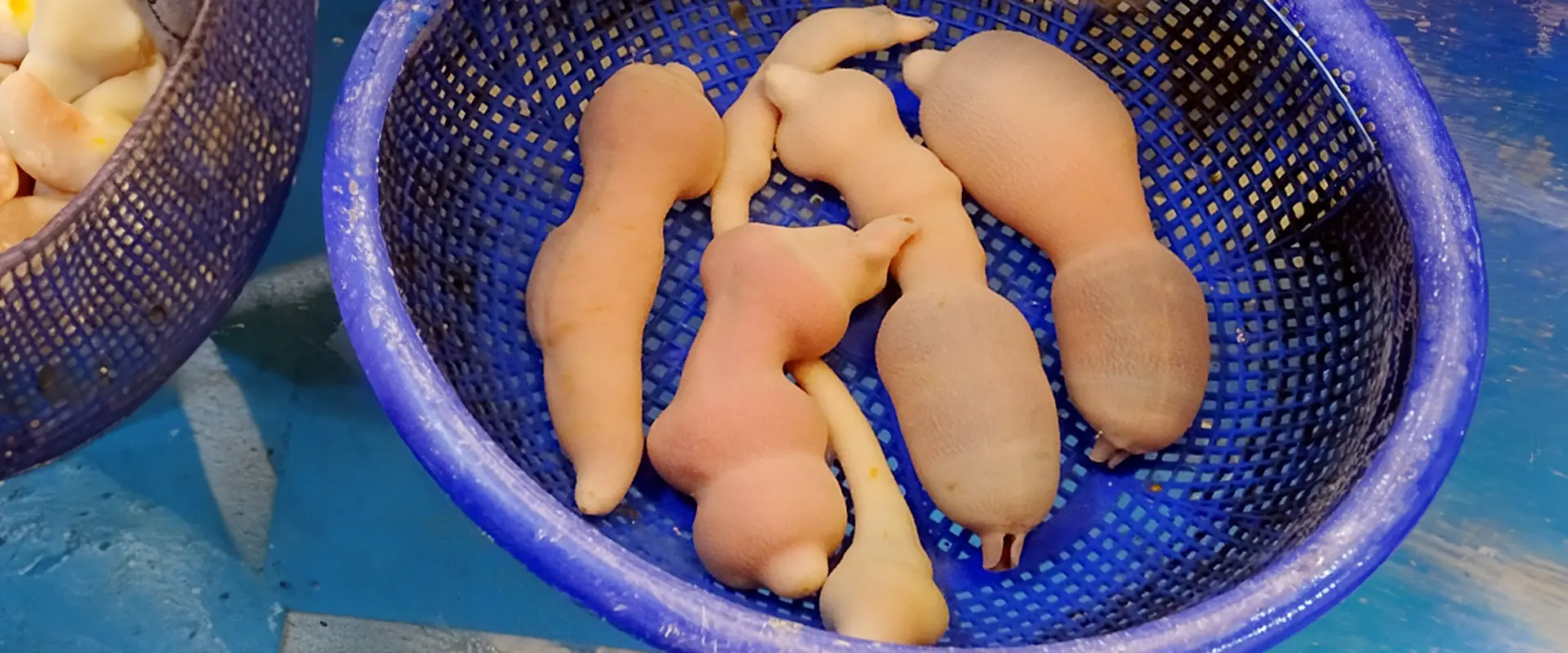 ユムシ針の付け方は？巨大な寄生虫？釣れる魚とぶっこみ仕掛け まとめ