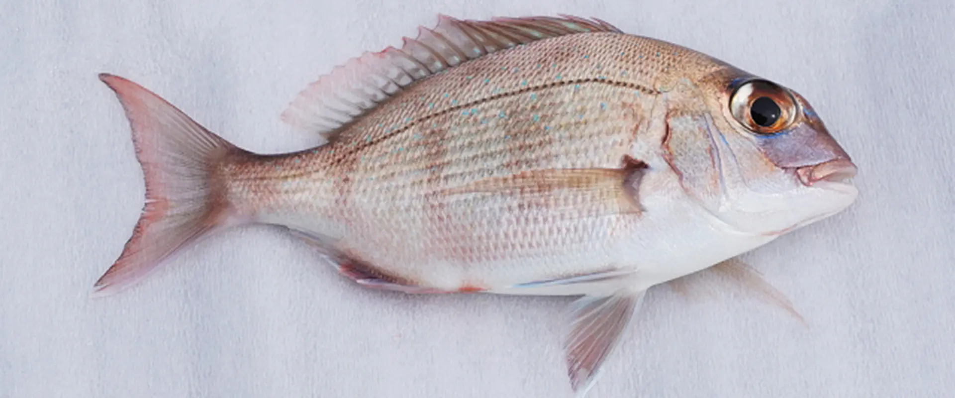 「チャリコ」とは？どんな魚なの？小さい鯛