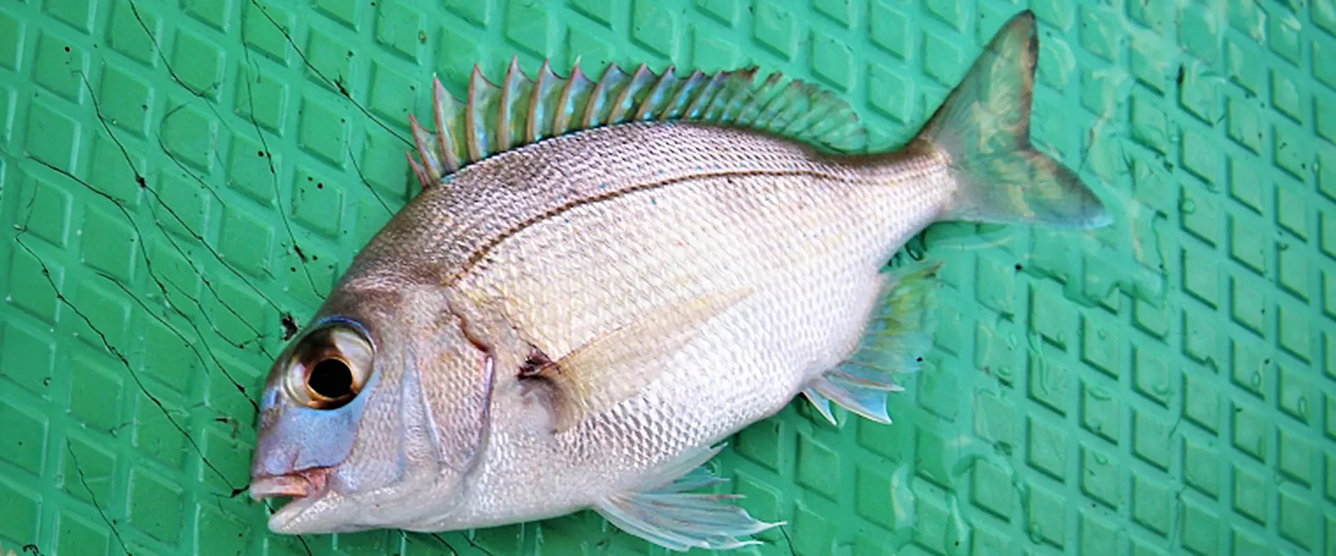 どれくらいまでがチャリコ