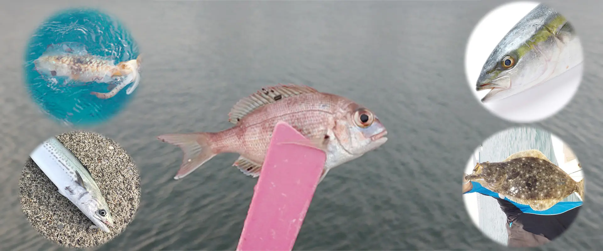 泳がせに使える？