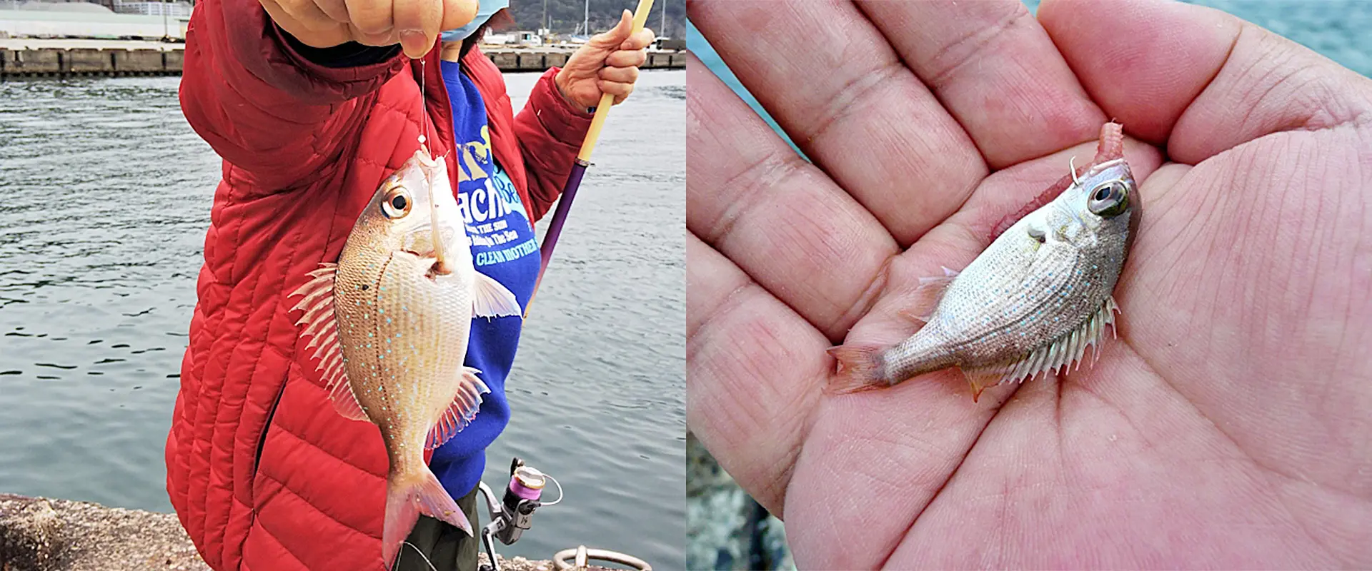 チャリコ（小さい鯛）の食べ方のレシピ。泳がせに使える？まとめ