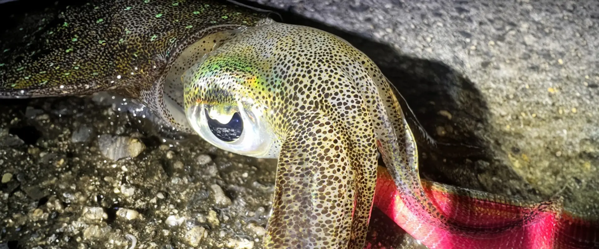 半傘のデメリット