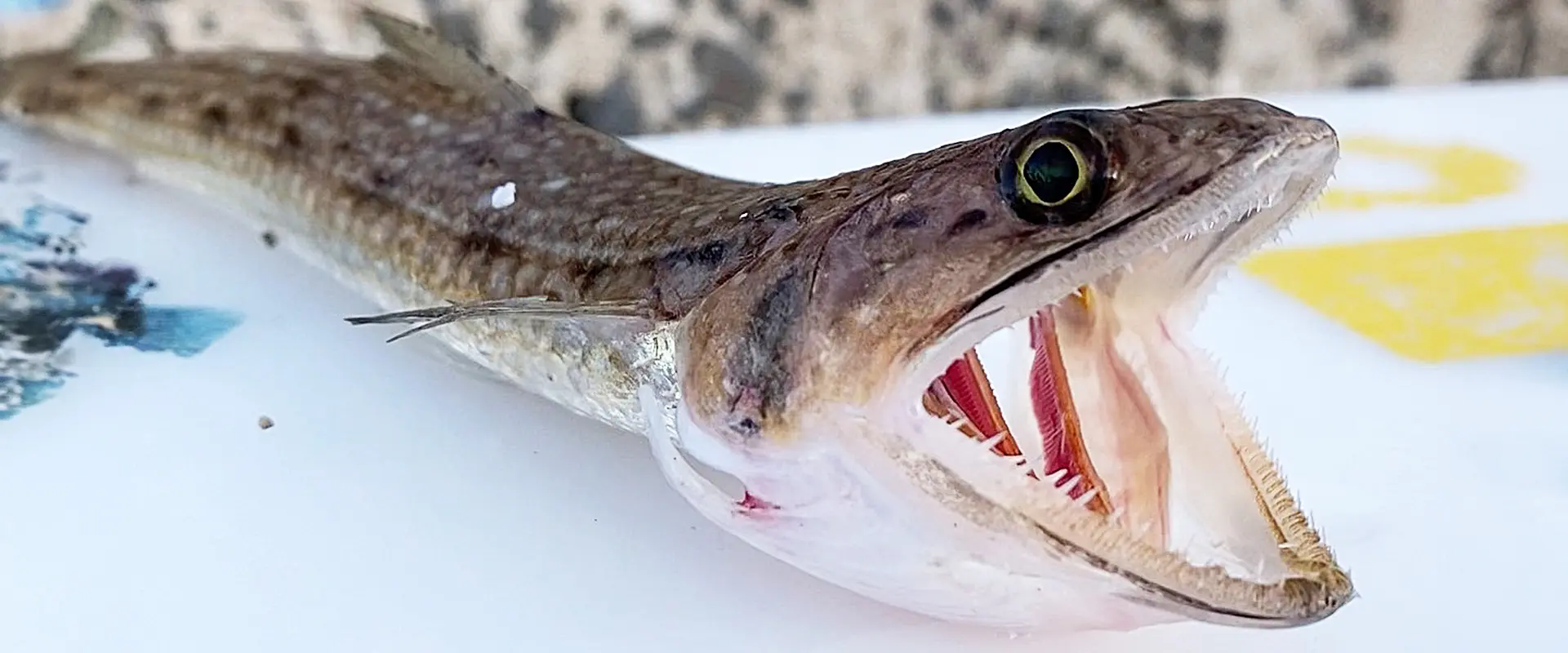 エソって魚は毒あるの？かまぼこの作り方とすり身のレシピ