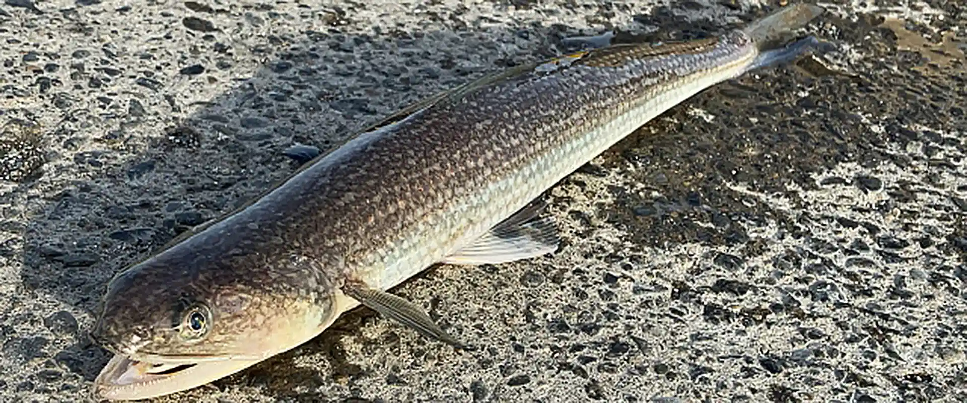 そもそも「エソ」とは？どんな魚なの？