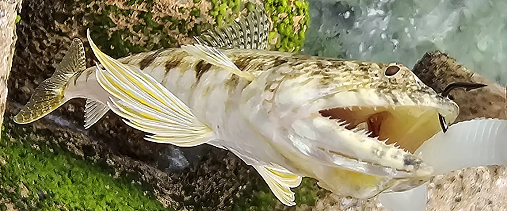 エソって魚は毒あるの？かまぼこの作り方とすり身のレシピ まとめ