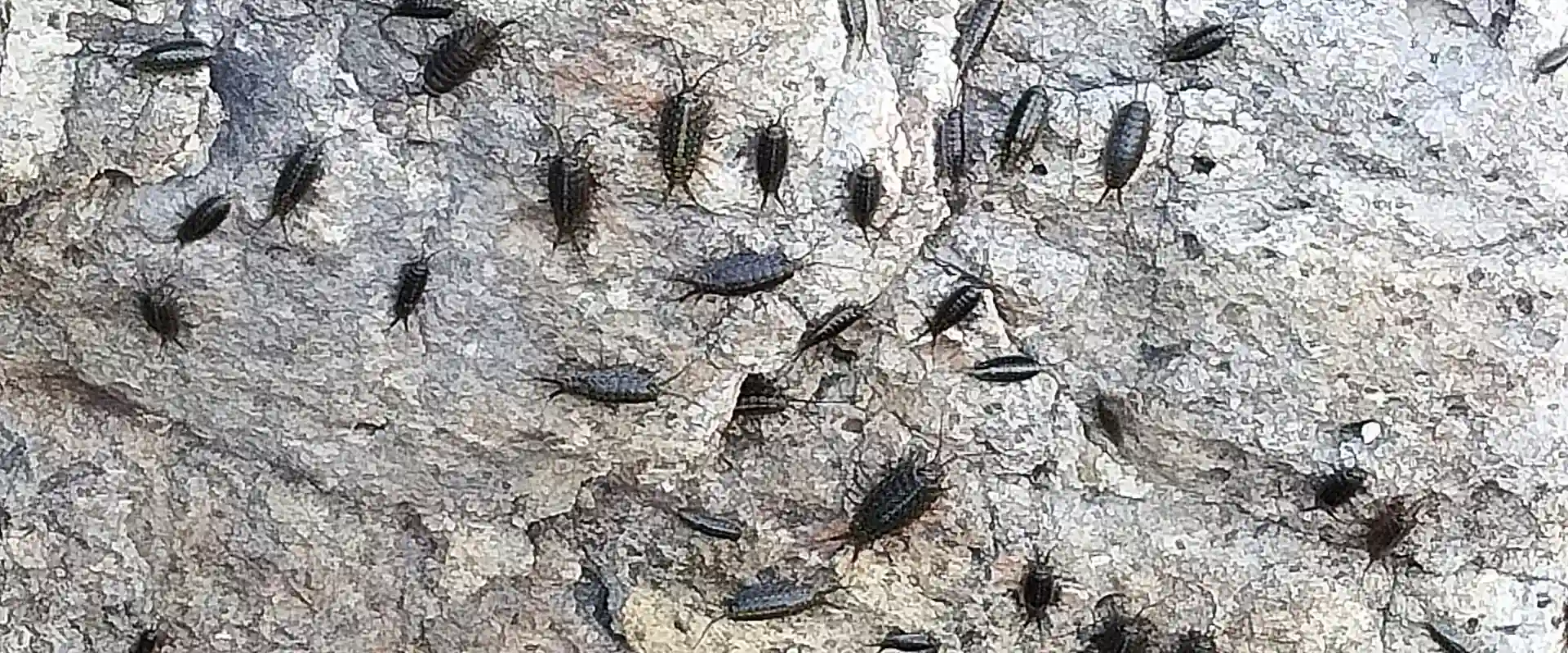 フナムシってかわいい？ゴキブリ？なぜ逃げる？天敵と食べる魚