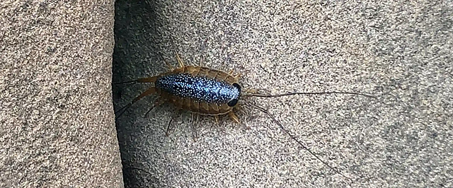 そもそも「フナムシ」とは？どんな生き物なの？