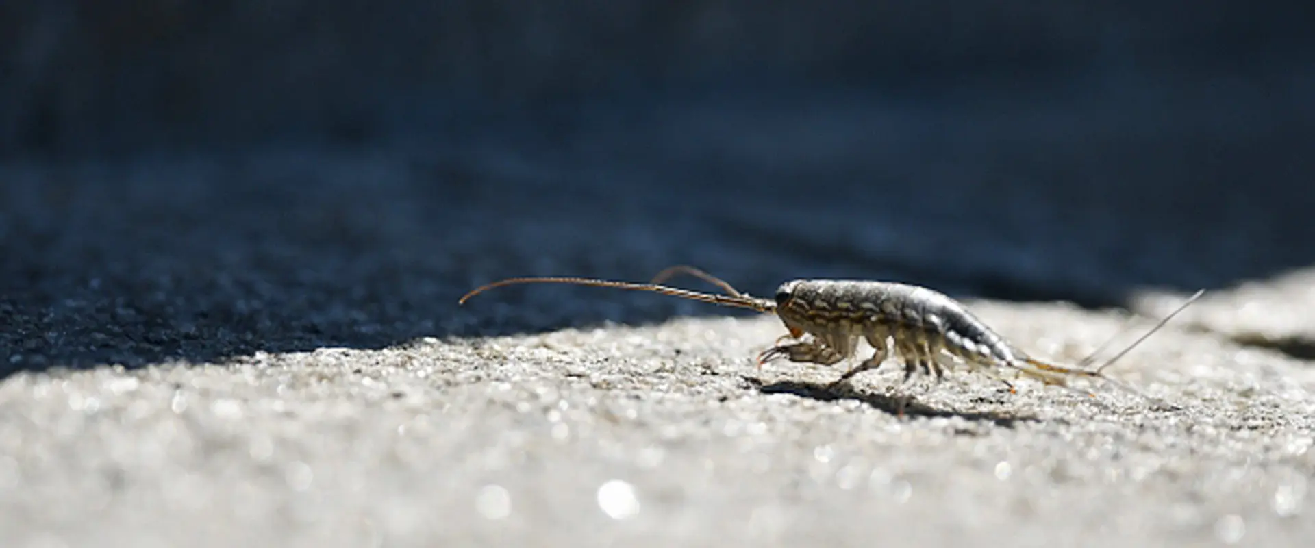 海のゴキブリ？