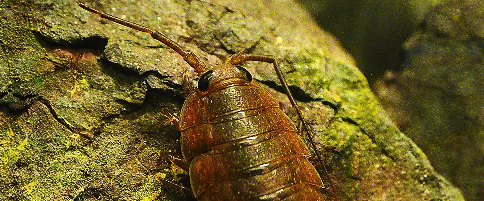 人間に害はある？実はお掃除屋さん