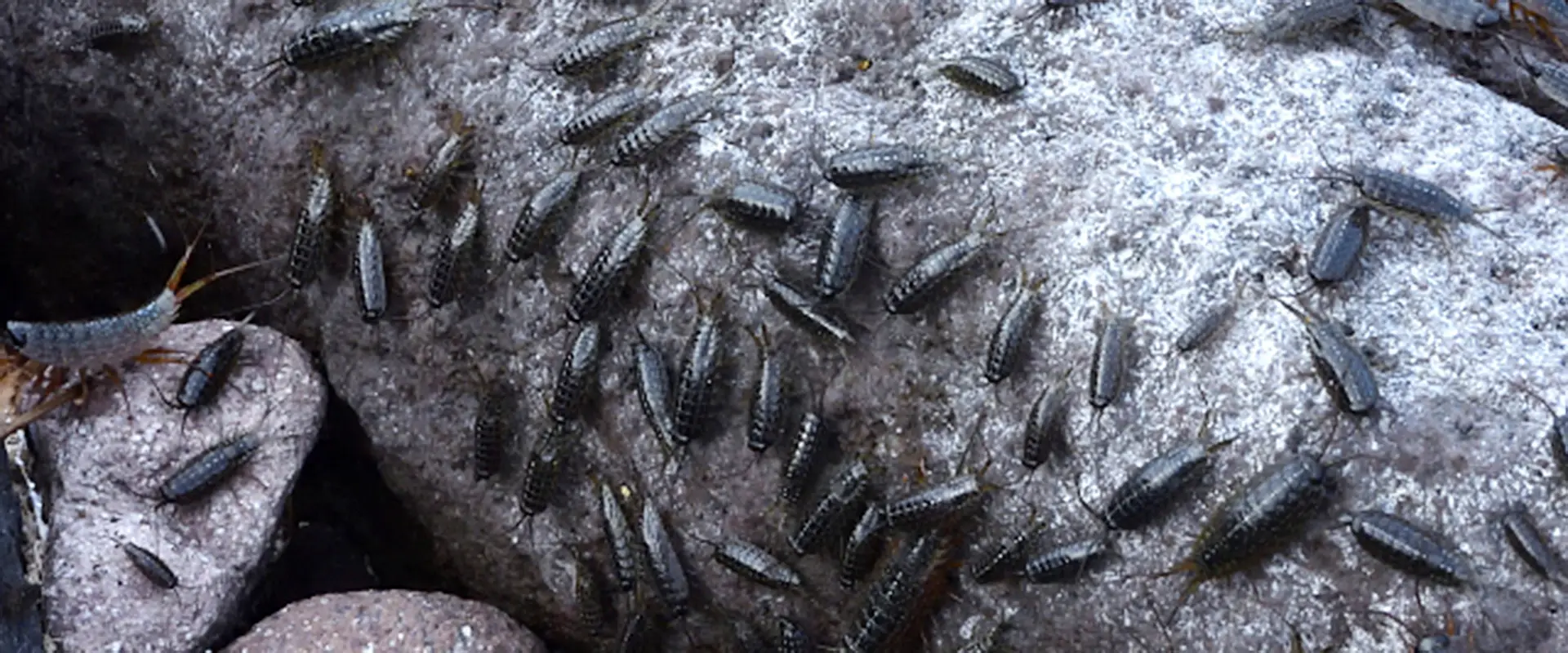 フナムシなぜ逃げる？天敵と食べる魚