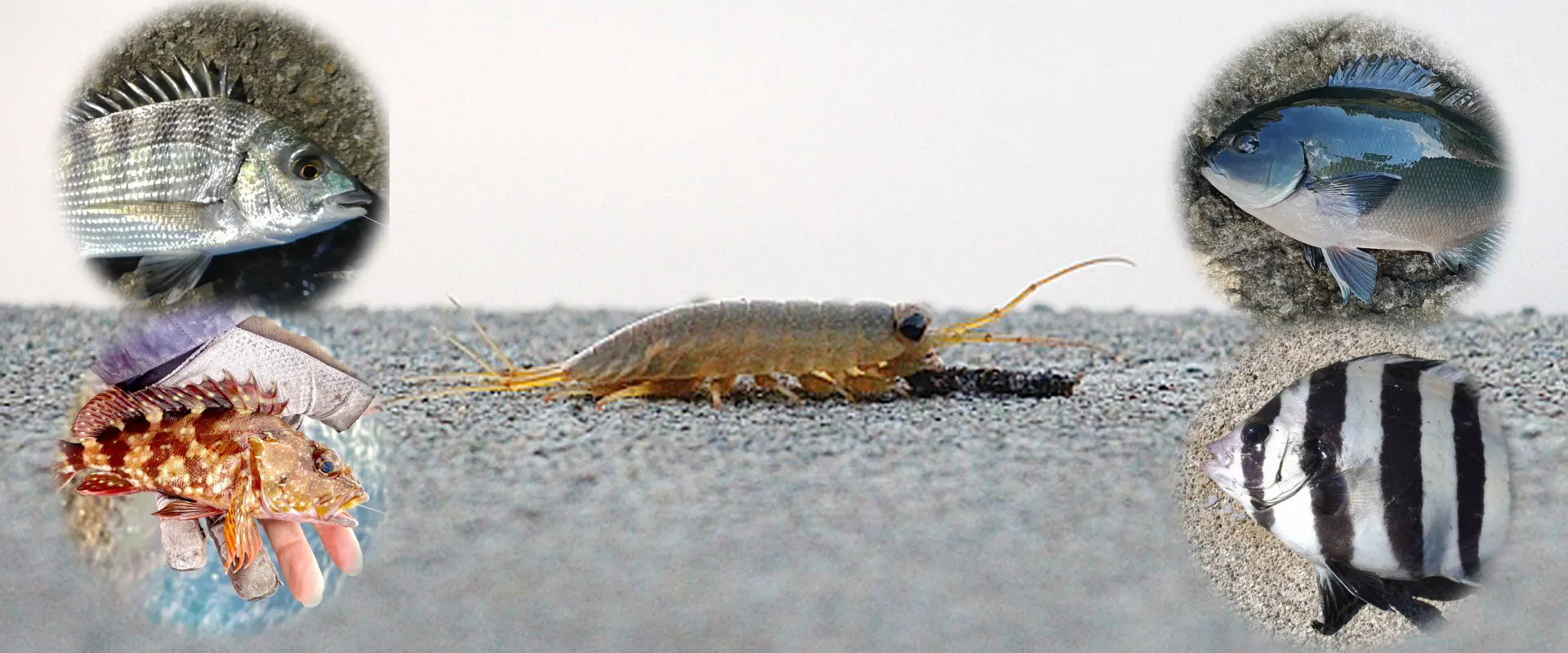 天敵は？食べる魚