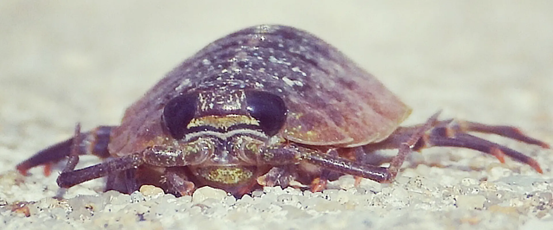 よく見るとかわいい？