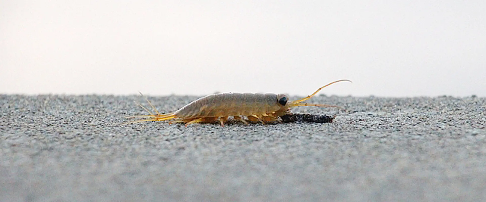 フナムシってかわいい？ゴキブリ？なぜ逃げる？天敵と食べる魚 まとめ