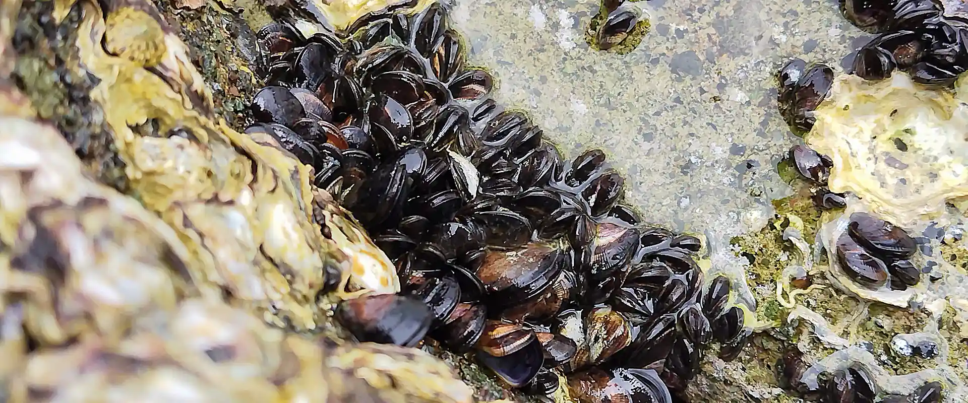 岸壁のイガイ（ムール貝）を食べると危険？カラス貝との違い