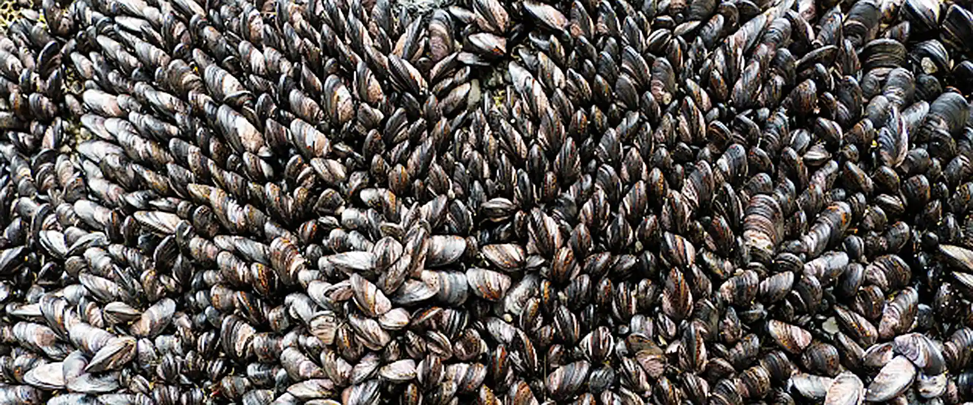 そもそも「イガイ」とは？どんな貝？