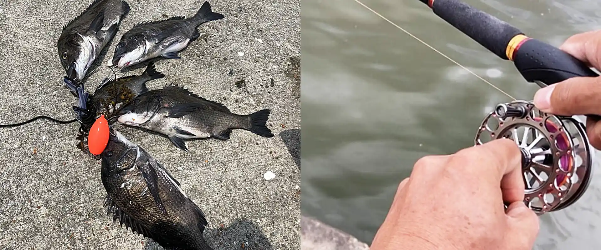 釣れる魚は？どこで取れる