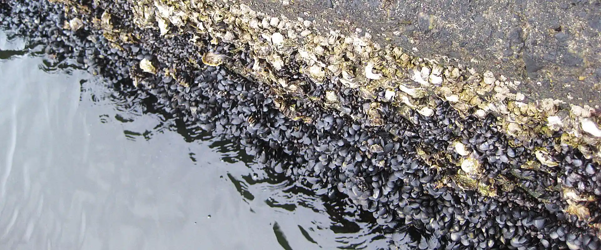 岸壁のイガイ（ムール貝）を食べると危険？