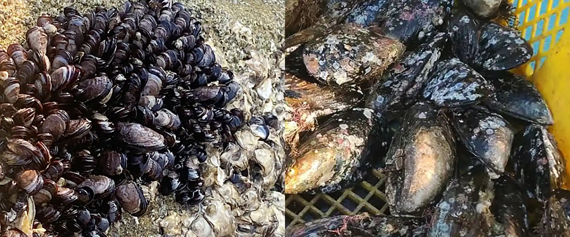 岸壁のイガイ（ムール貝）を食べると危険？カラス貝との違い まとめ