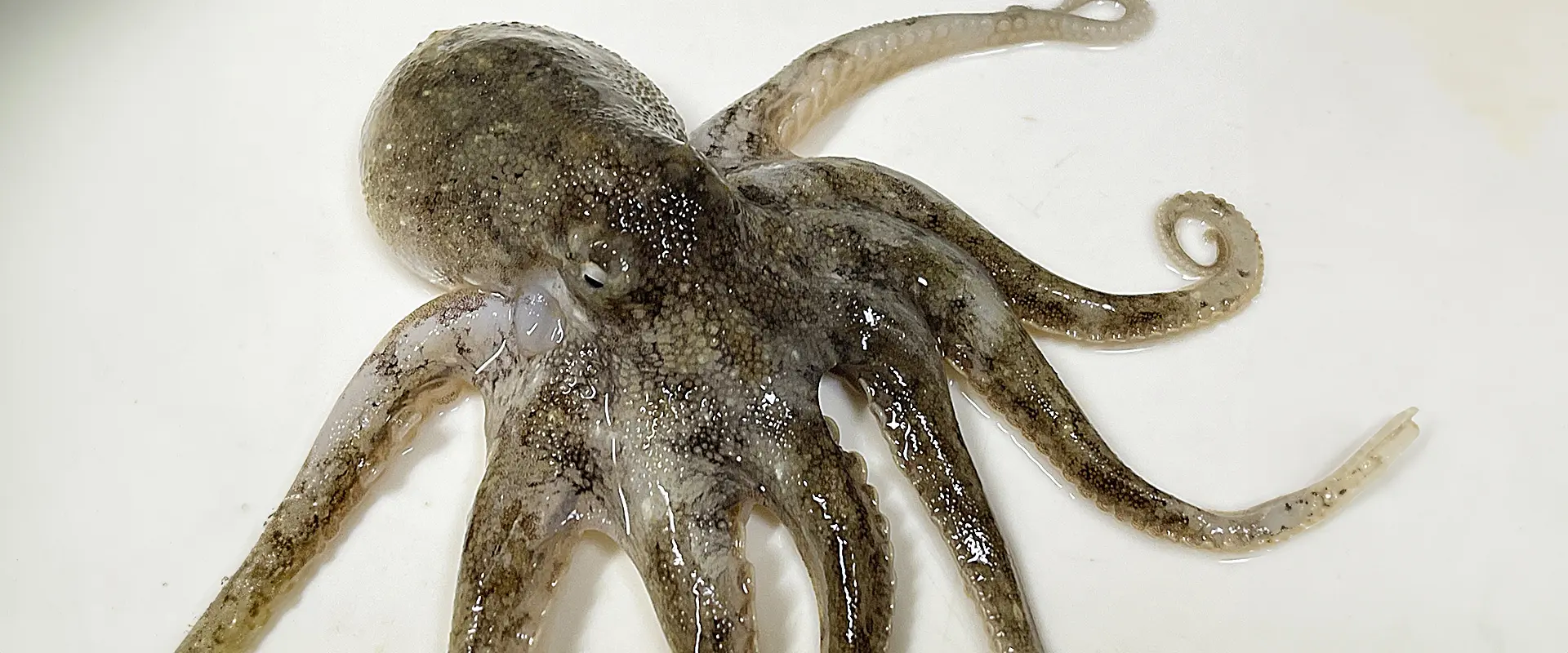 イイダコ釣りの時期は？下処理なし？売ってる場所と食べ方は？