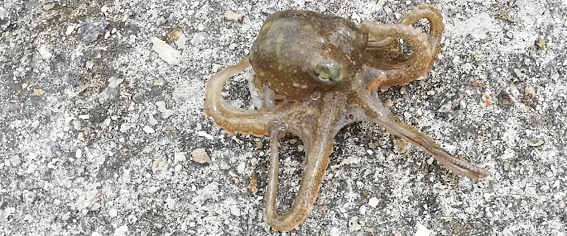 そもそも「イイダコ」とは？どんな生物？