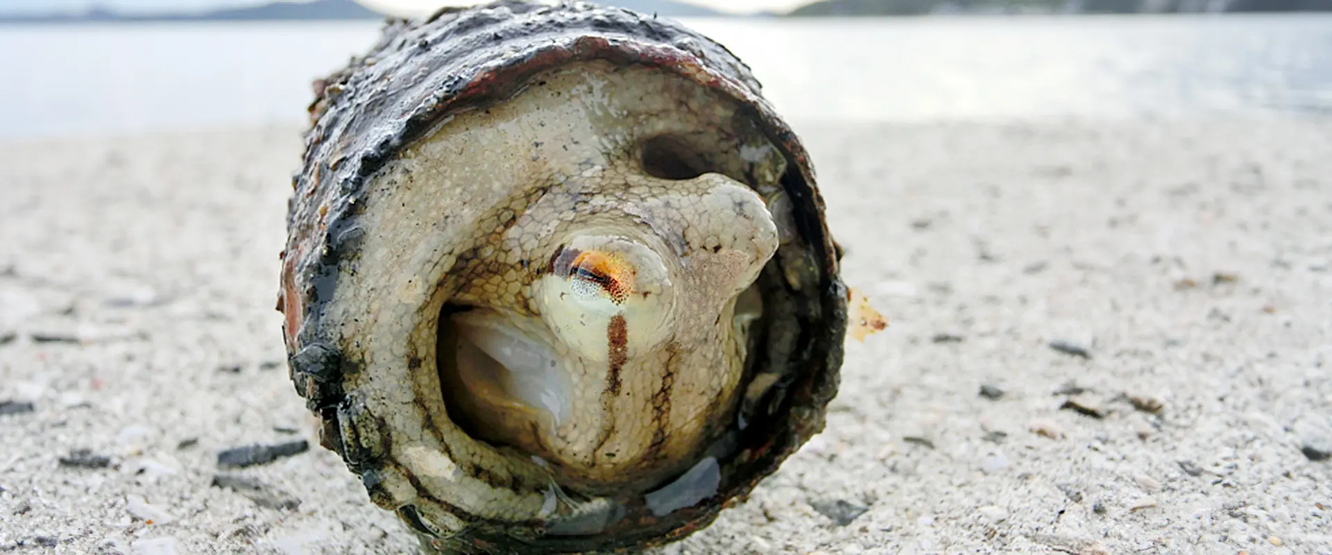 イイダコ釣りの時期は？下処理なし？売ってる場所と食べ方は？まとめ