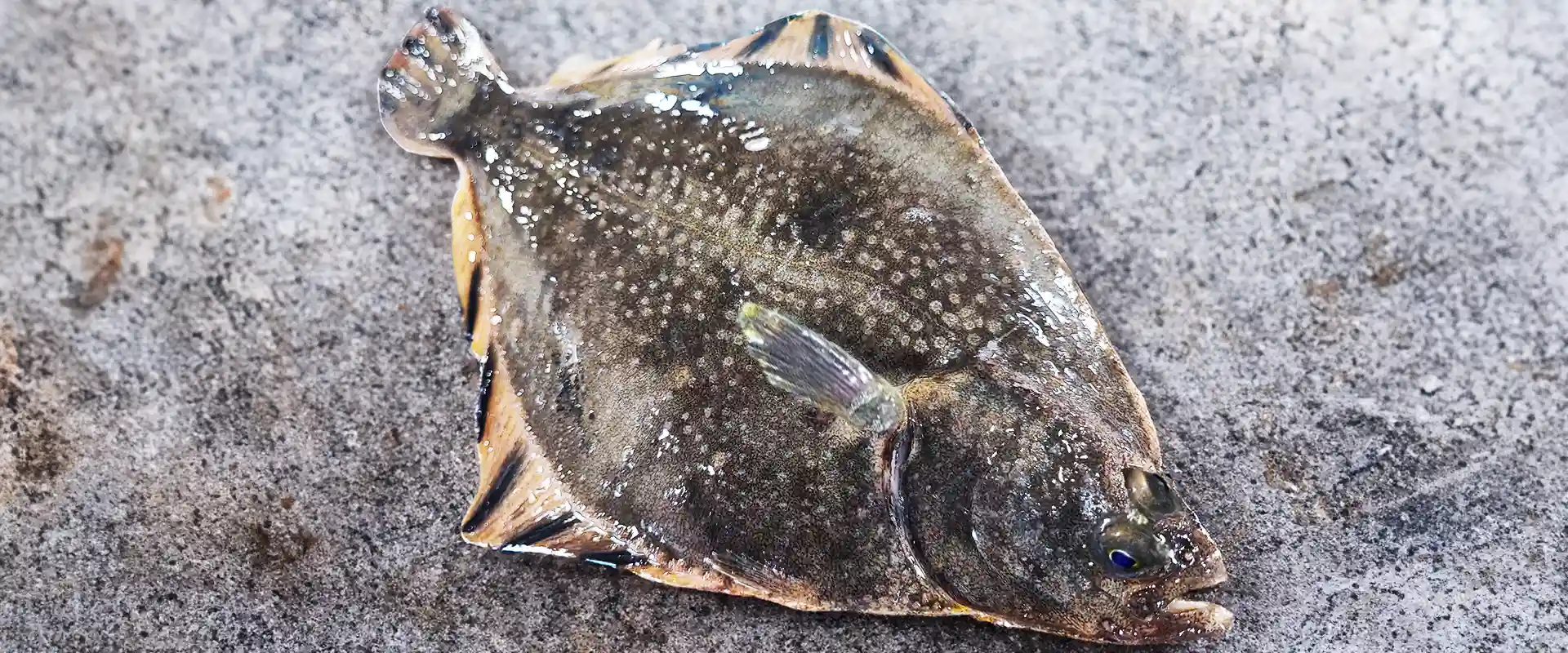 ヌマ（カワ）ガレイはまずい？田んぼいるの？食べ方は？