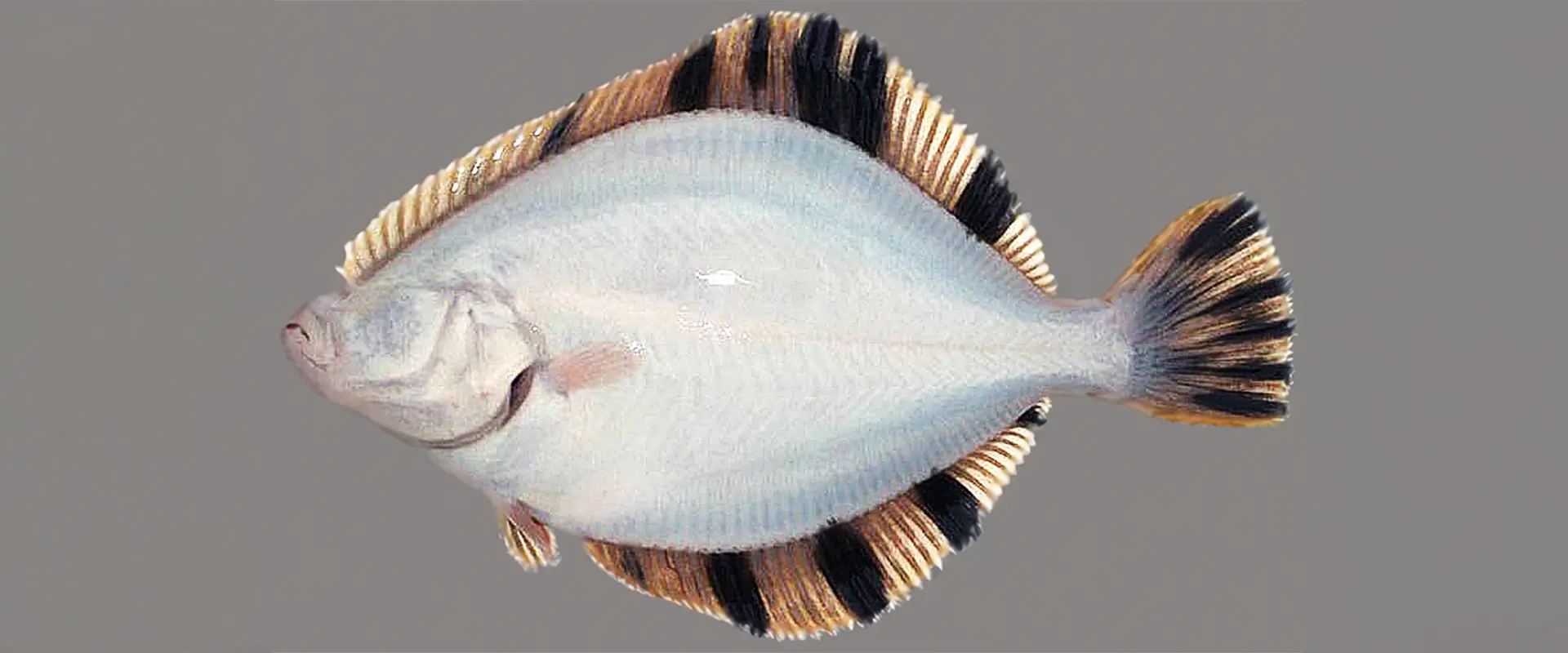 そもそも「ヌマ（カワ）ガレイ」とは？どんな魚なの？