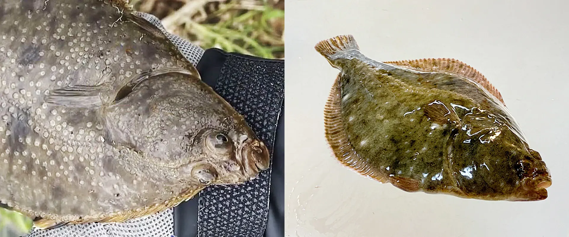 ヌマガレイの見分け方