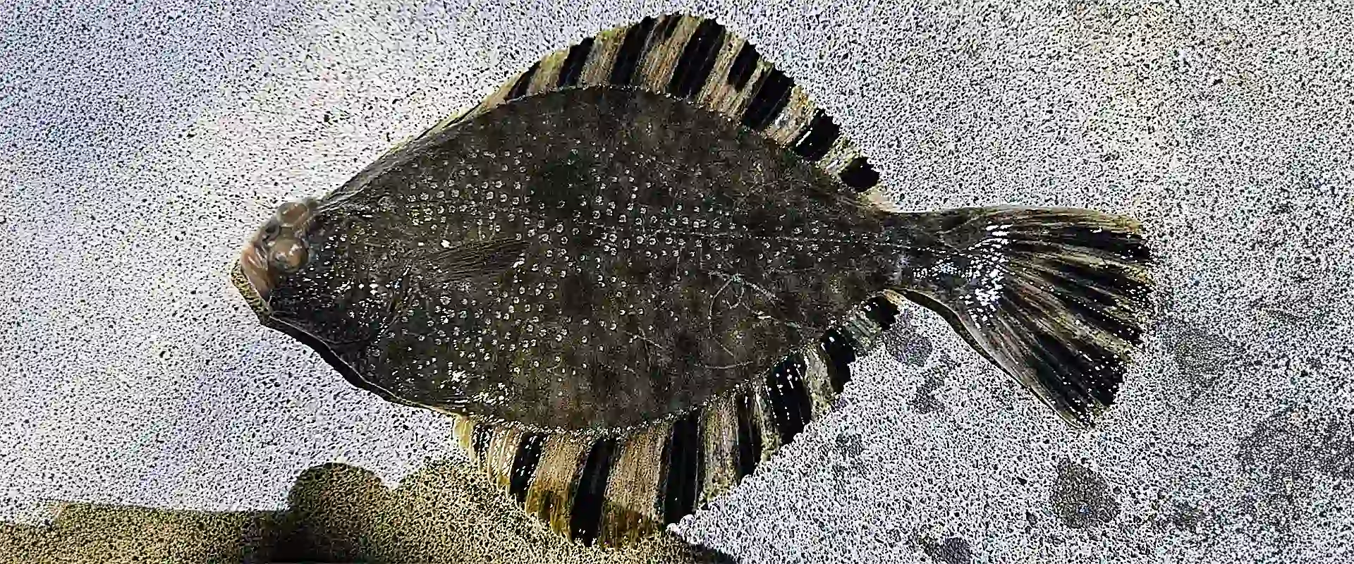 ヌマ（カワ）ガレイはまずい？食用にできますか？