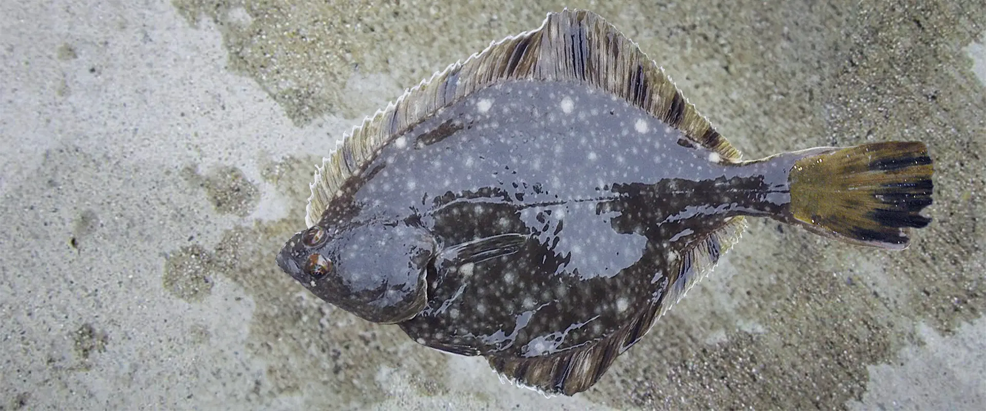 ヌマ（カワ）ガレイはまずい？田んぼいるの？食べ方は？まとめ