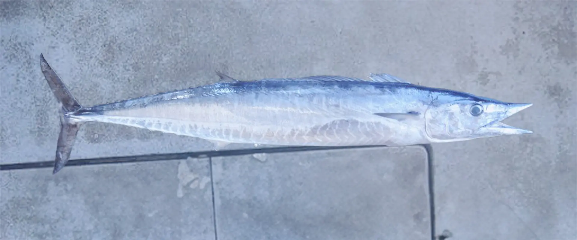 カマスサワラ（沖サワラ）とは？どんな魚なの？