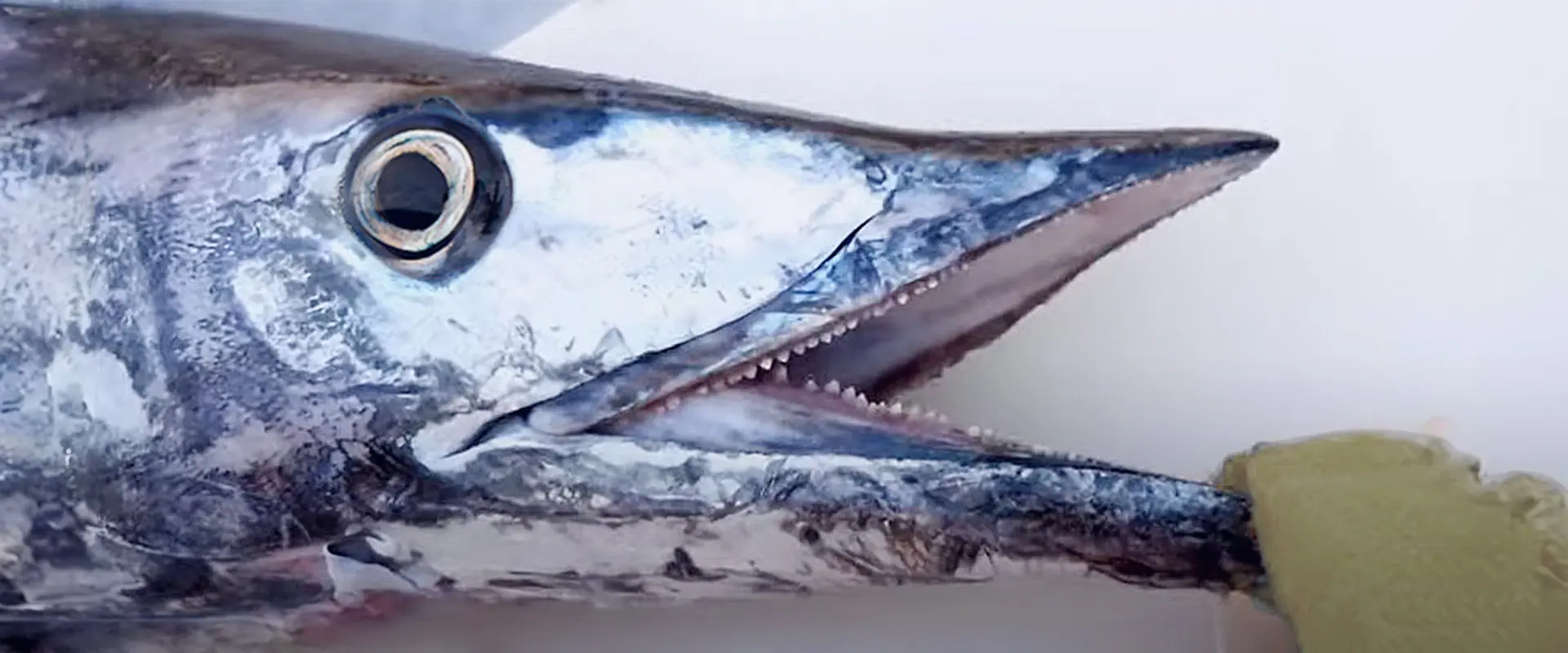 味はまずいの？