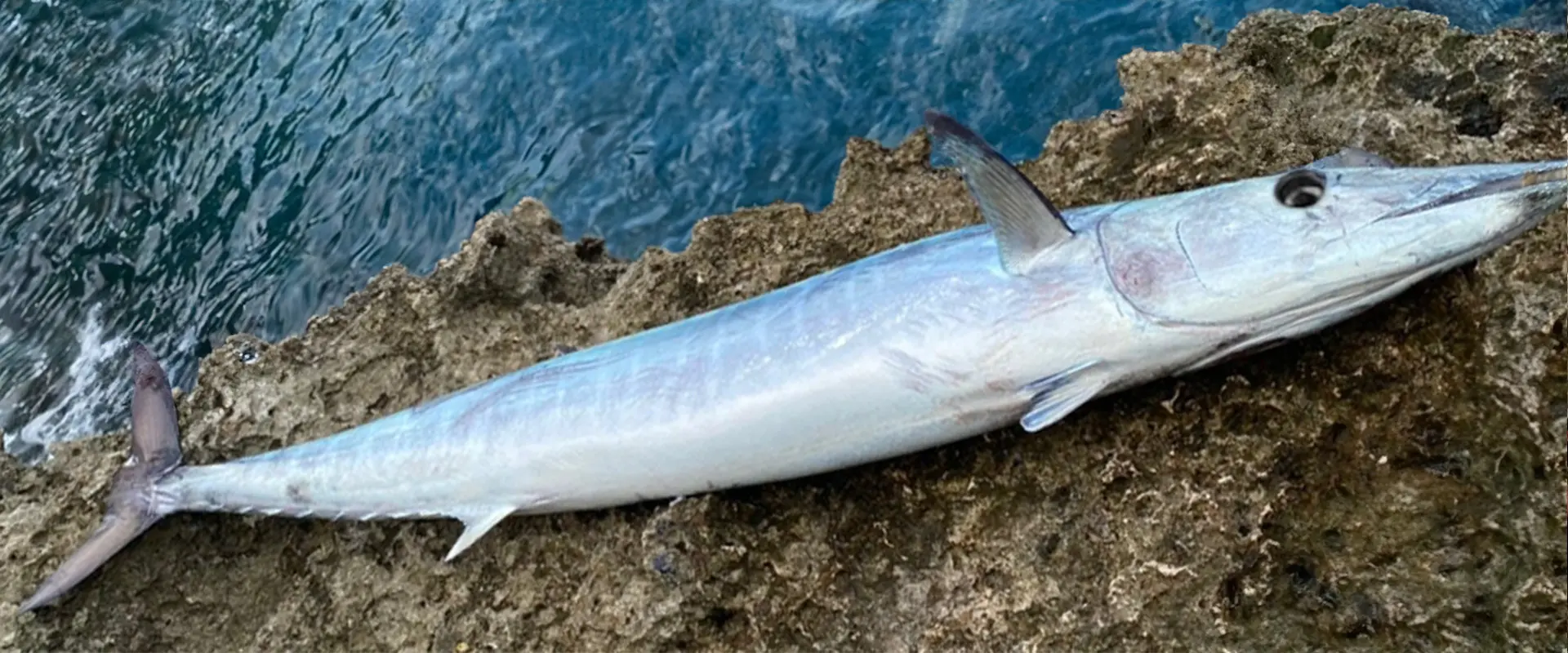 カマスサワラ（沖サワラ）は危ない？味はまずいの？食べ方のレシピ まとめ