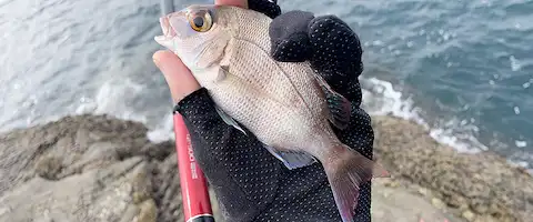 泳がせに使える？