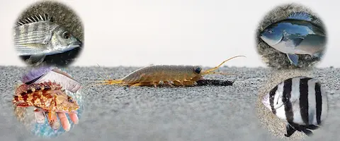 天敵は？食べる魚