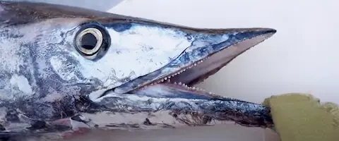 味はまずいの？