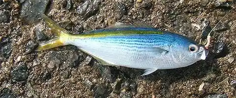 タカベって魚の食べ方は塩焼き？値段は高級？刺身の味は？
                                        